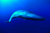 Blue whale (Balaenoptera musculus)