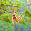 Lar gibbon (Hylobates lar)