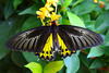 Common birdwing (Troides helena)