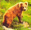Brown bear (Ursus arctos)