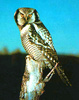 Northern Hawk Owl (Surnia ulula)