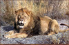 Panthera 0521 Carl Brenders Kalahari