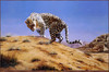 Panthera 0540 Spencer Hodge Arabian Leopard