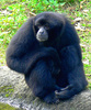 Siamang