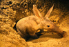 Aardvark (Orycteropus afer)