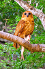 Pel's fishing owl (Scotopelia peli)