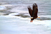 Bald eagle (Haliaeetus leucocephalus)