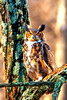 Great horned owl (Bubo virginianus)