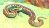 Caucasian Viper (Vipera kaznakovi)