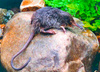 Pyrenean desman (Galemys pyrenaicus)