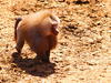 Hamadryas baboon