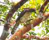 Congo serpent eagle (Dryotriorchis spectabilis)