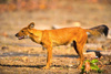Dhole (Cuon alpinus)