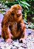 Tibetan macaque (Macaca thibetana)