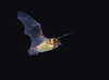Northern bat (Eptesicus nilssonii)