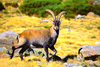 Spanish ibex (Capra pyrenaica)