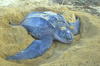 Leatherback turtle (Dermochelys coriacea)