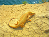 Desert monitor (Varanus griseus)