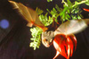 Lesser Short-tailed Bat (Mystacina tuberculata)