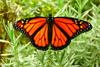 Monarch butterfly