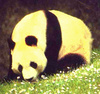 Giant panda