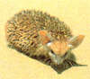 Long-eared hedgehog (Hemiechinus auritus)