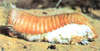 Pink Fairy Armadillo (Chlamyphorus truncatus)