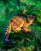 Marbled cat (Felis marmorata)
