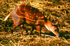 Water chevrotain (Hyemoschus aquaticus)