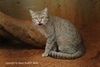 Tristram's Wild Cat - Felis silvestris tristrami
