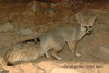 Blanford's Fox - Vulpes cana