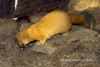 Siberian Weasel - Mustela sibirica
