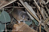 Southern African Dwarf Spiny Mouse - Acomys spinosissimus