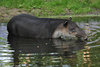 Baird's Tapir - Tapirus bairdii