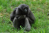 Bornean Gibbon - Hylobates muelleri