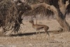 Arava Gazelle - Gazella gazella acaciae