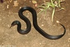 Black Desert Cobra - Walterinnesia aegyptia