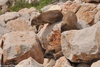 Syrian Rock Hyrax - Procavia capensis syriacus
