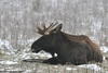Male European Moose - Alces alces alces