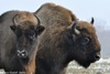 European Bison - Bison bonasus, female and male