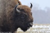 European Bison - Bison bonasus, male