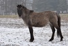 Tarpan rebreed, Heck Horse - Equus caballus