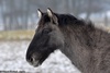 Tarpan rebreed, Heck Horse - Equus caballus