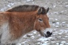 Przewalski's Wild Horse - Equus przewalskii
