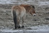 Przewalski's Wild Horse - Equus przewalskii