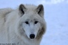 White Wolf, Polar Wolf - Canis lupus ssp.