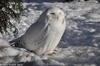 Snowy Owl male - Nyctea scandiaca