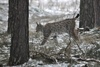 European Lynx - Lynx lynx lynx