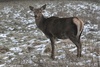 Red Deer hind - Cervus elaphus hippelaphus