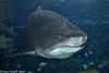 Sand Tiger Shark - Carcharias taurus